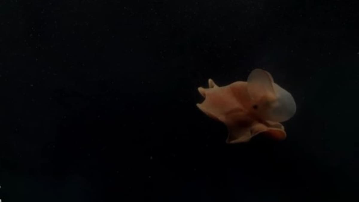 Asombro por el pulpo “Dumbo”: la expedición del CONICET encontró una especie con orejas y sangre azul