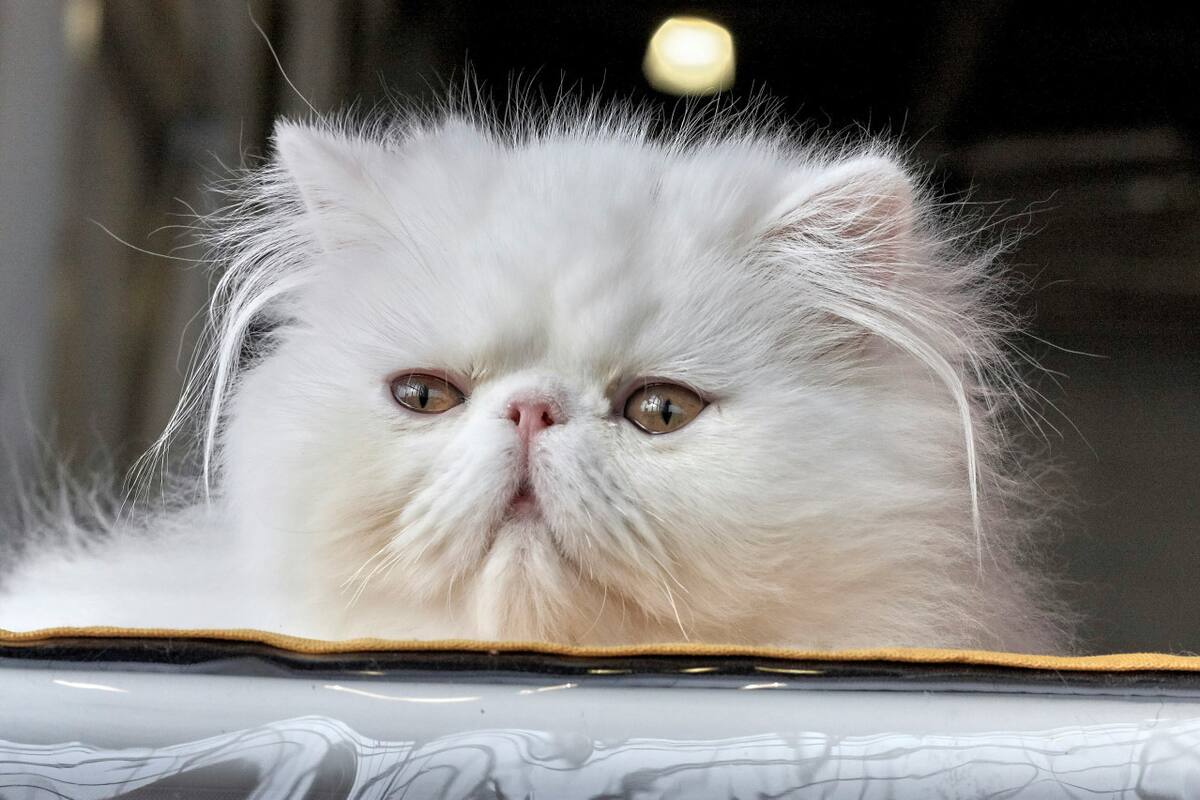 Gato persa. Foto: Unsplash