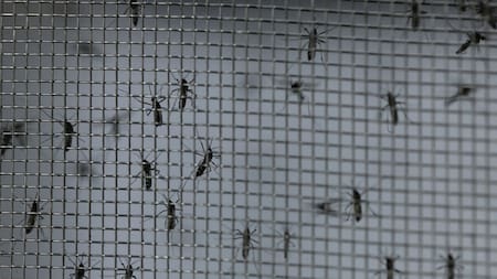 Mosquitos infectados con dengue. Foto: Reuters