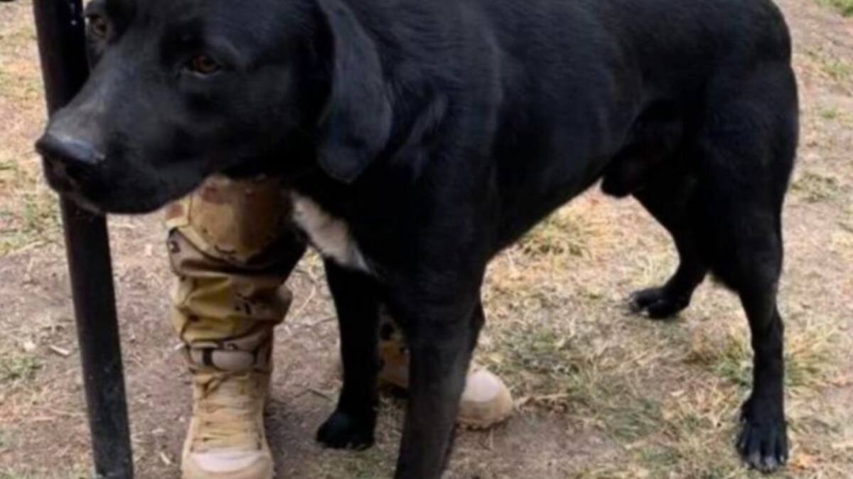 "Callejerito", el perro que salvó a tres nenes. Foto: gentileza Qué pasa salta.