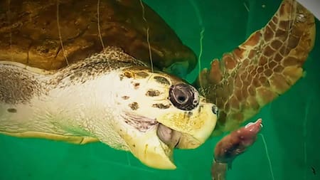 Jorge, el tortugo que emociona, avanza 2.200 km rumbo a Brasil. Foto Noticias Ambientales