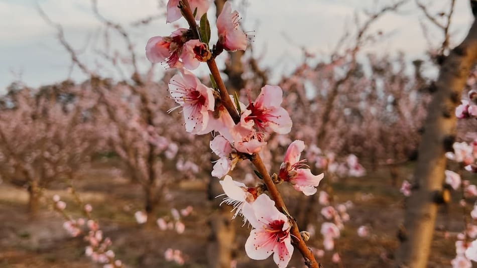 El árbol para un jardín de ensueño que suele confundirse con el cerezo.