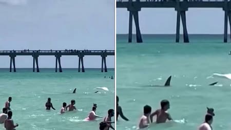 Tiburón en las costas de Florida. Foto: Reuters.