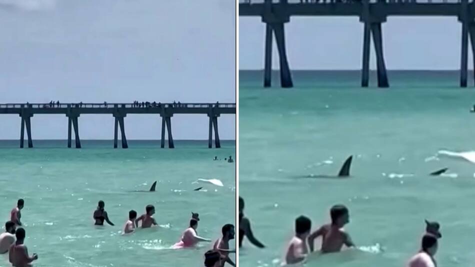 Tiburón en las costas de Florida. Foto: Reuters.