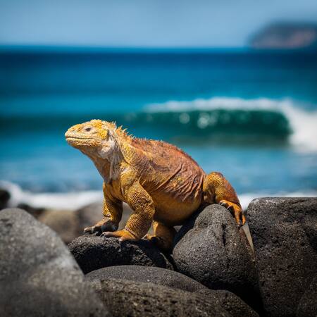 Islas Galápagos. Foto Unsplash.