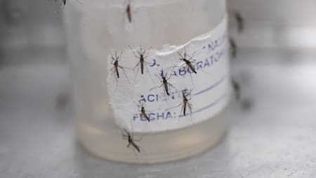 Los guppies combaten el dengue en Cali. Foto: EFE.