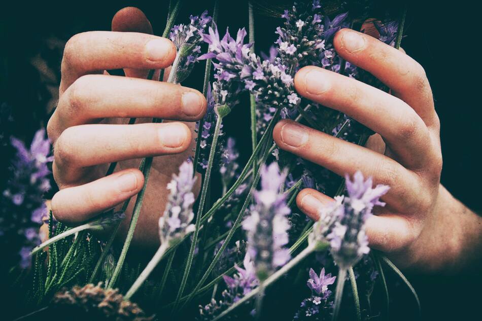 Lavanda. Foto: Unsplash.