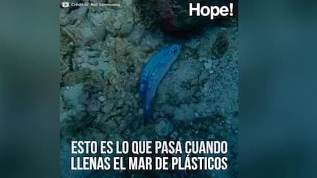 Hope! - Esto pasa cuando llenas el mar de plástico