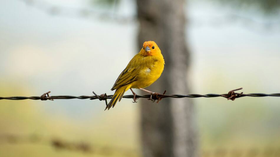 Canario. Fuente: Unsplash