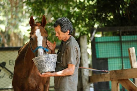 Caballos, día del animal, efemérides