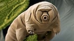 Tardígrados: el ser vivo que podría vivir por más tiempo que los seres humanos