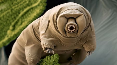 Tardígrados: el ser vivo que podría vivir por más tiempo que los seres humanos