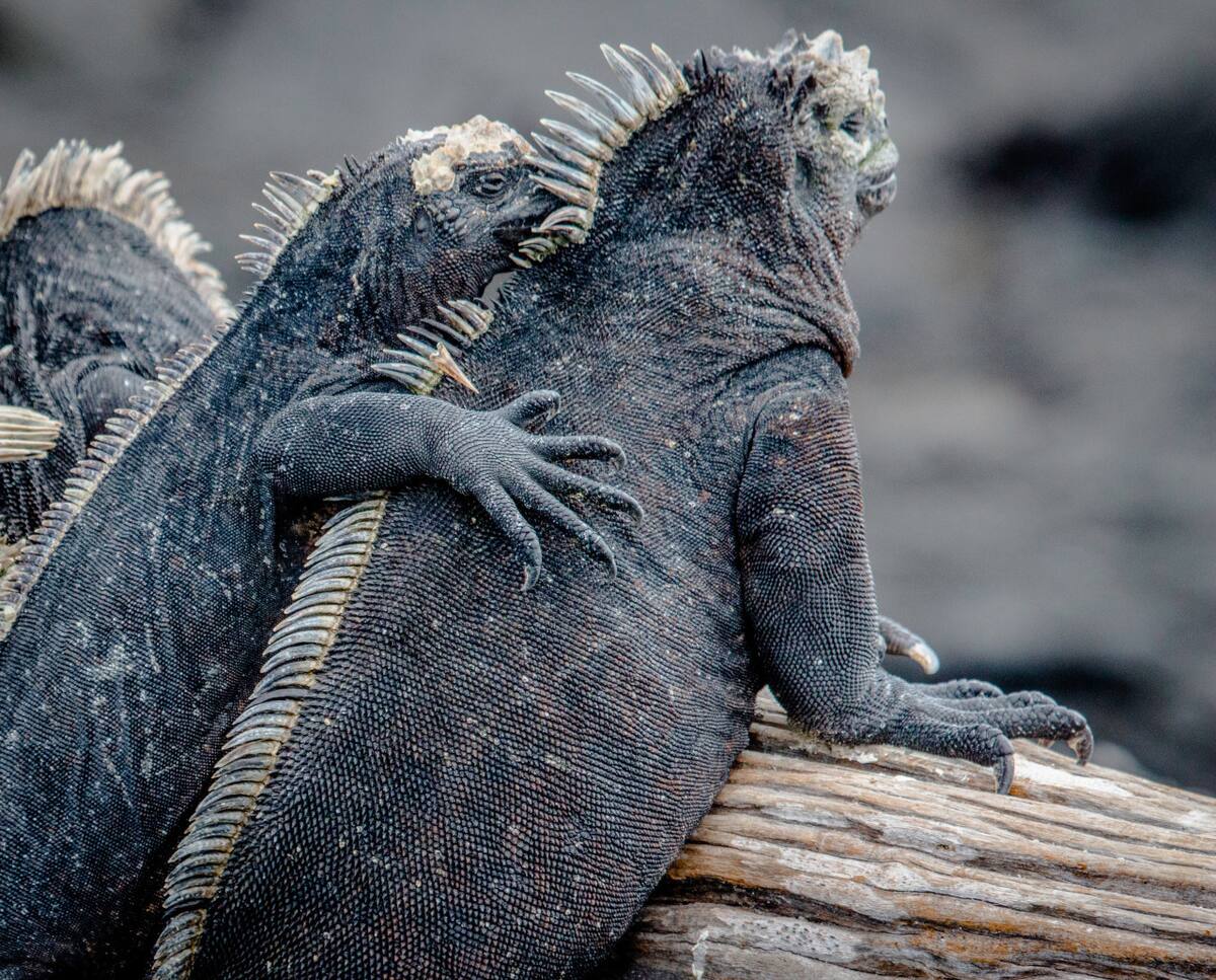 Islas Galápagos. Foto Unsplash.