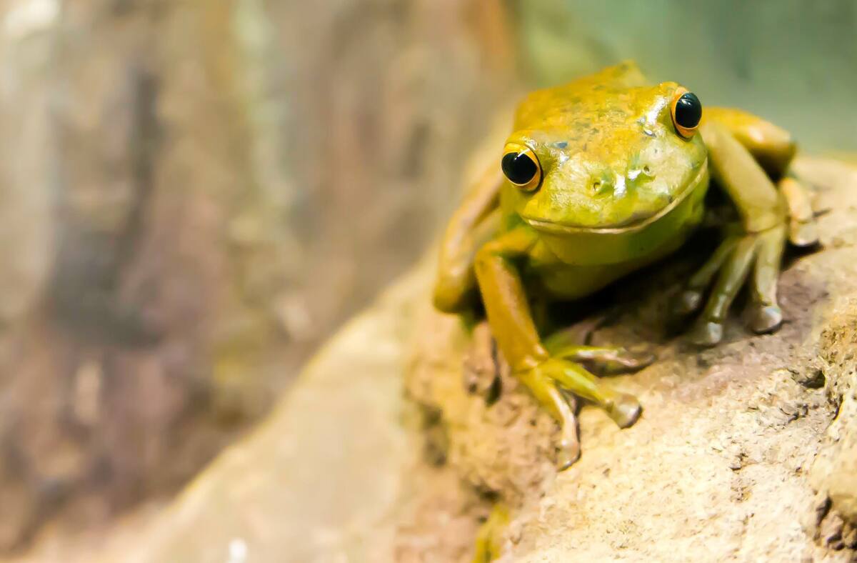 Los anfibios, el grupo más amenazado ante el cambio climático. Foto Unsplash.