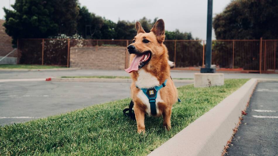 Por qué los perros mueven la cola. Foto Unsplash.