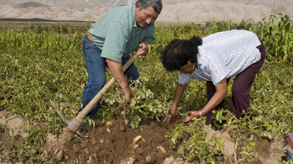 Agricultura