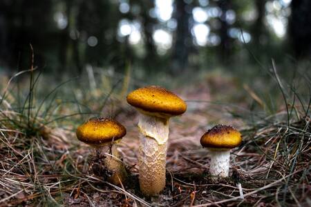 Hongos. Foto: Unsplash.