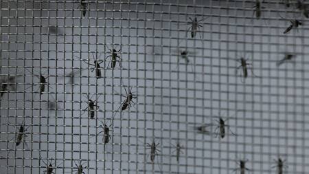 Dengue en Brasil. Foto: Reuters.