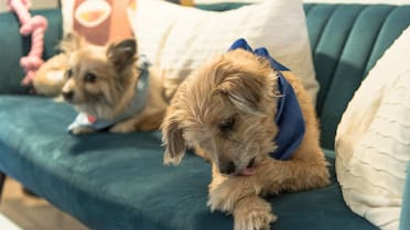 Qué significa que tu perro se lama las patas, según los expertos en comportamiento canino