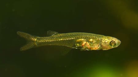 Danionella cerebrum, un pez capaz de emitir sonidos de unos 140 decibelios. Foto: Senckenberg/Dr. Ralf Britz.