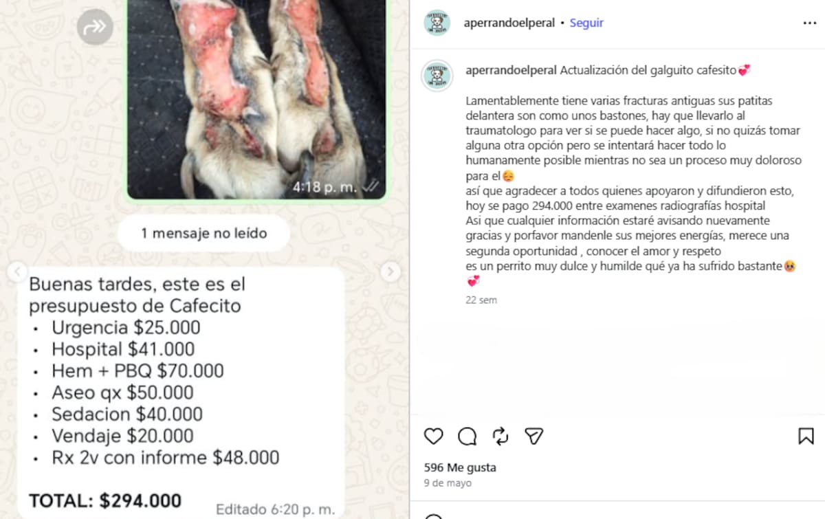 El refugio Aperrando El Peral funciona en la localidad chilena de Ninhue, donde Catalina y Gabriel dedican sus días a alimentar, proteger y brindar atención veterinaria a 69 perros.