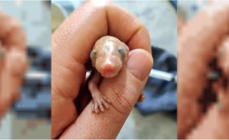 Así era Sia cuando fue rescatada. Foto: NA.