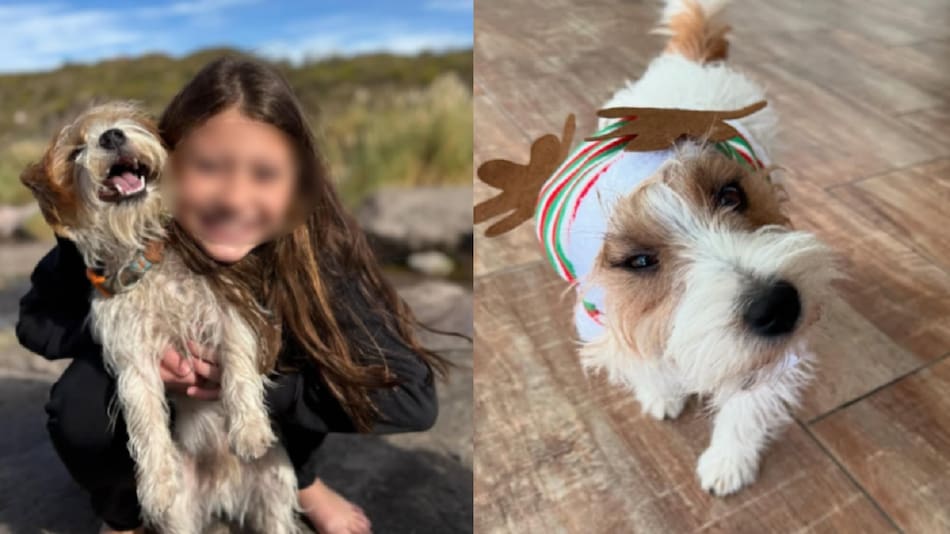 Un hombre asesinó a Harry, perro de una nena con epilepsia, porque orinó en su auto