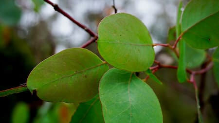 Eucalipto. Foto: Unsplash.