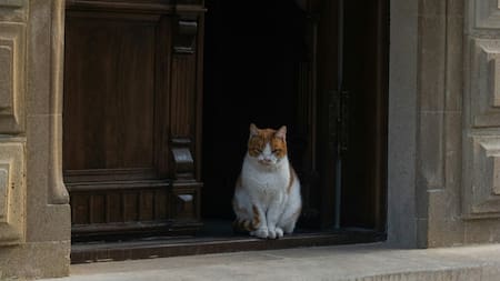 Los gatos son animales muy curiosos. Foto Unsplash.