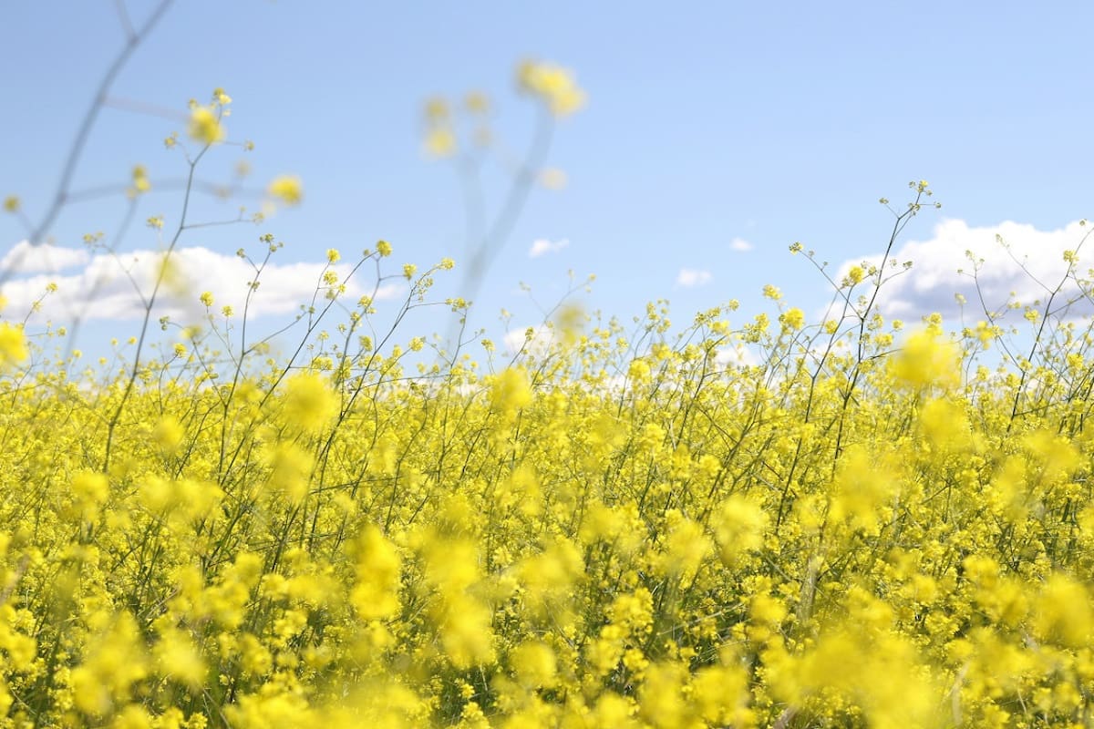 Primavera. Foto: Unsplash.