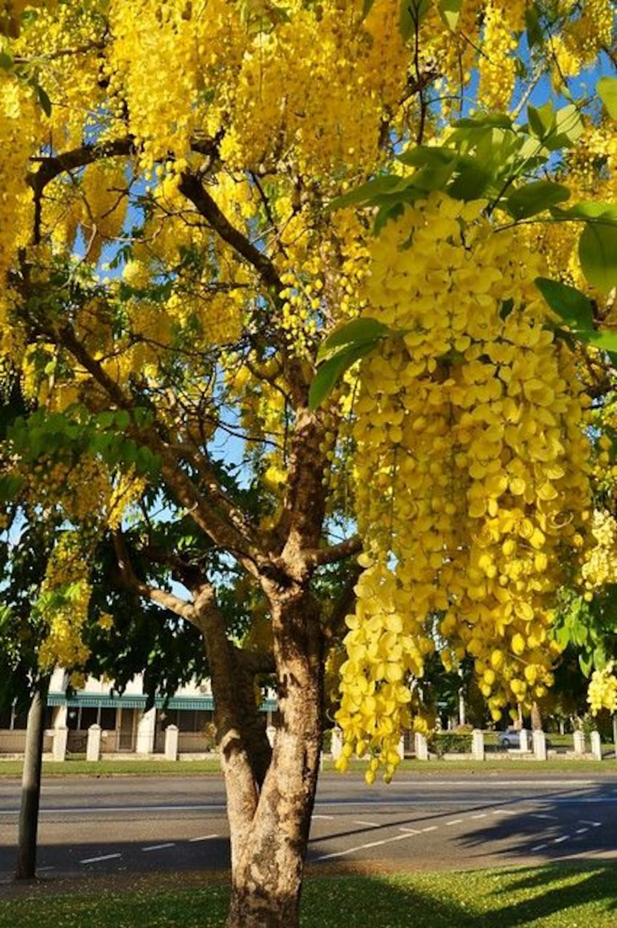 La clave para mantener las acacias saludables es adaptar los cuidados a la especie y al clima,
