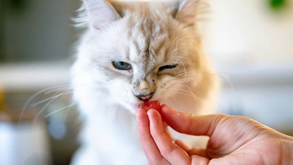 Gato: Unsplash