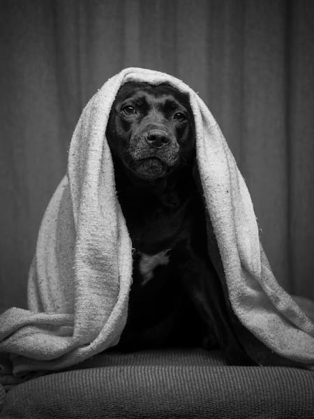 Perro. Fuente: Unsplash