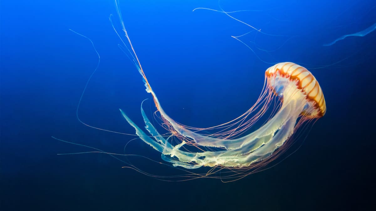 Medusa. Foto: Unsplash