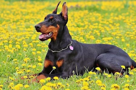 Doberman