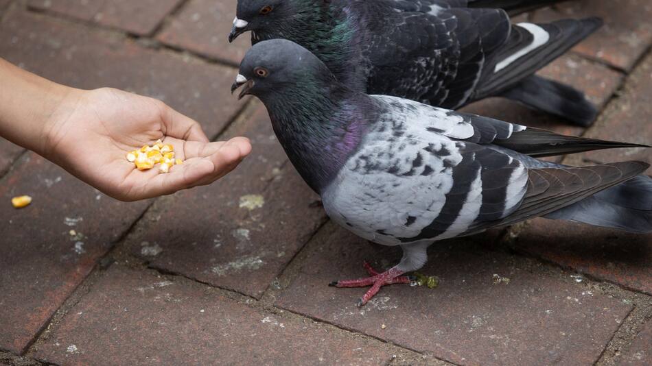 Hong Kong impone penas de cárcel para reducir la alimentación ilegal de la fauna silvestre. Foto: EFE.