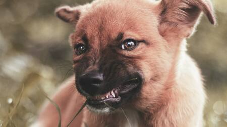 Qué hacer si tu perro gruñe mientras se alimenta. Foto: Unsplash.