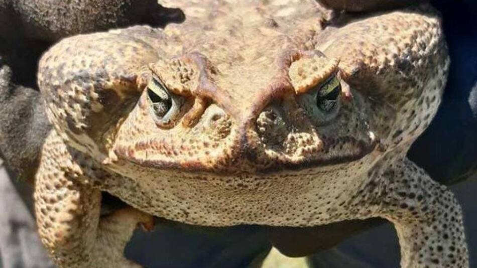 Sapo gigante en Santa Fe