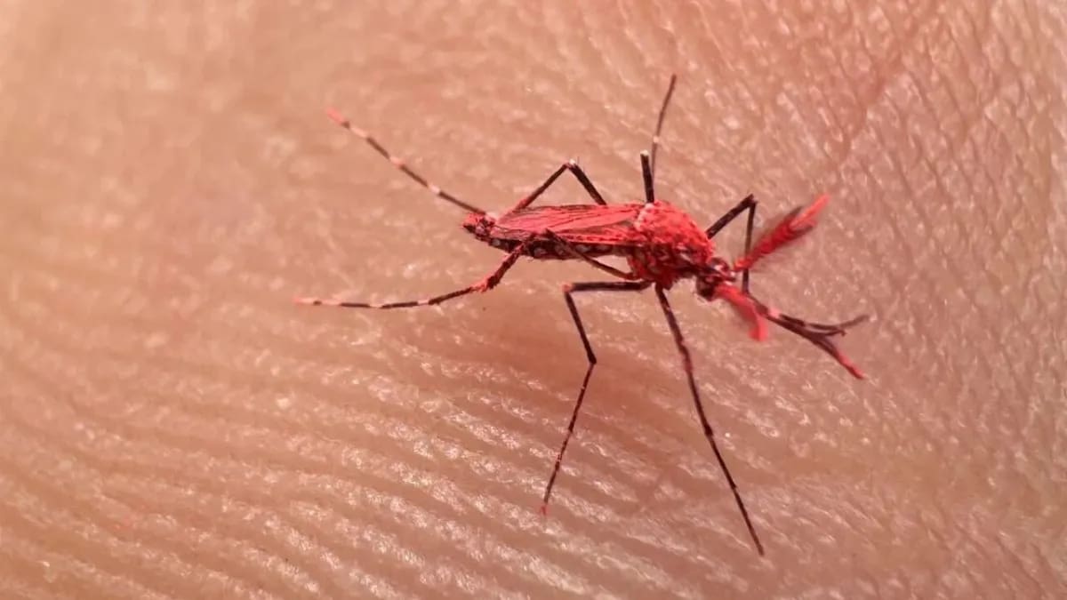 Mosquitos rojos de Mendoza. Foto: archivo.