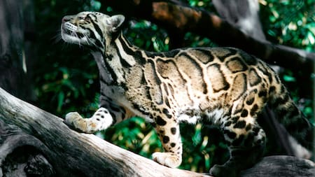 Llega la primera pareja de ocelotes al parque Iberá. Foto Unsplash.
