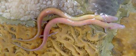 Salamandra proteo. Foto: Wikipedia/ Boštjan Burger