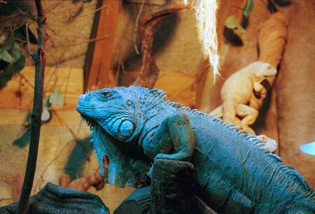 Iguana azul. Foto Unsplash