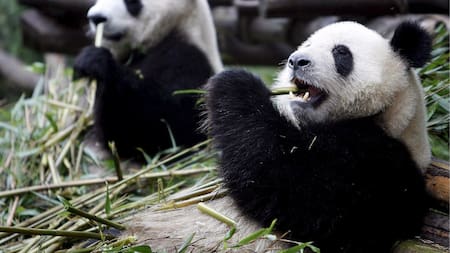 Osos pandas con IA. Fuente: EFE