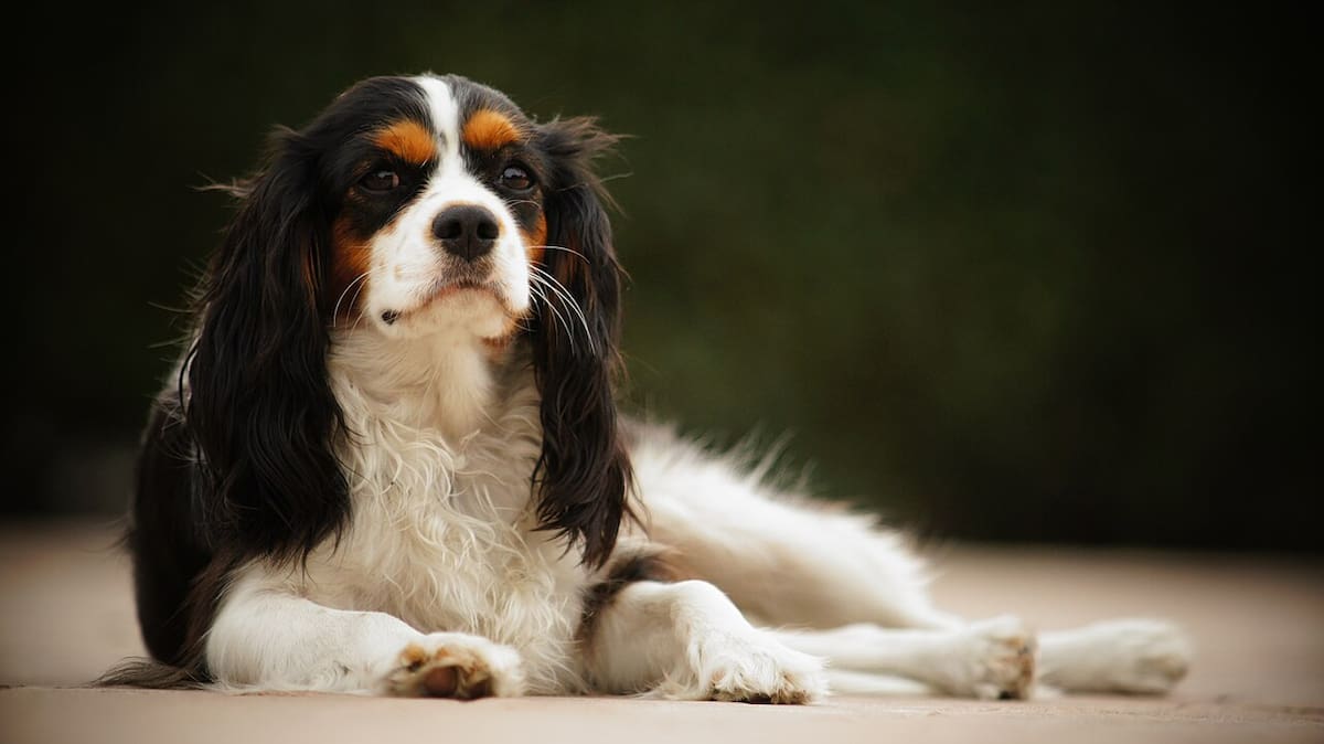 Cavalier King Charles Spaniel