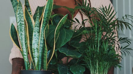 Plantas, naturaleza, decoración. Foto: Unsplash