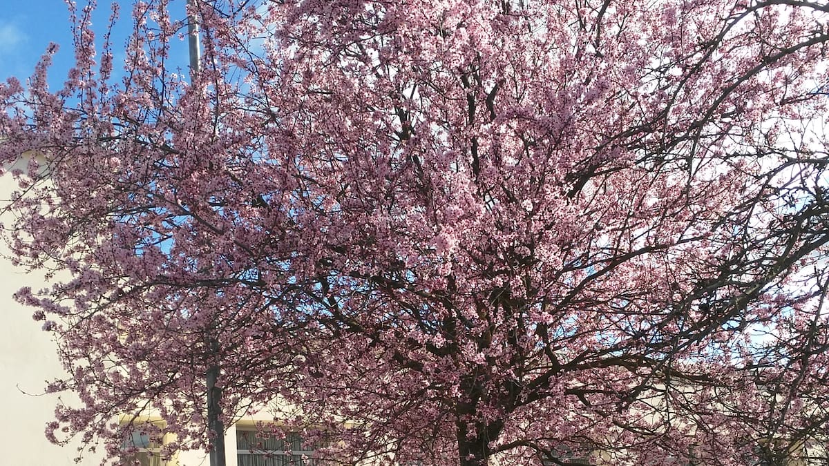 El árbol ideal para patios pequeños