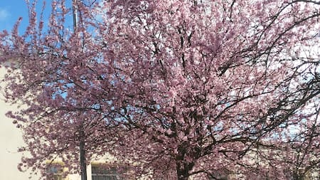 El árbol ideal para patios pequeños
