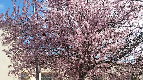Un árbol perfecto para patios pequeños: se destaca por su resistencia, atrae mariposas y da fruta en verano