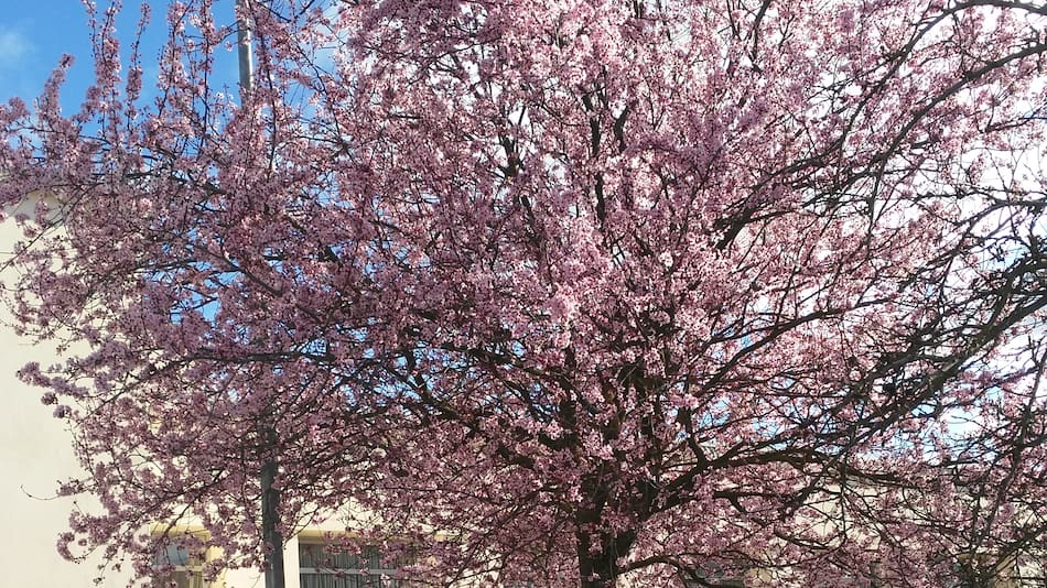 El árbol ideal para patios pequeños