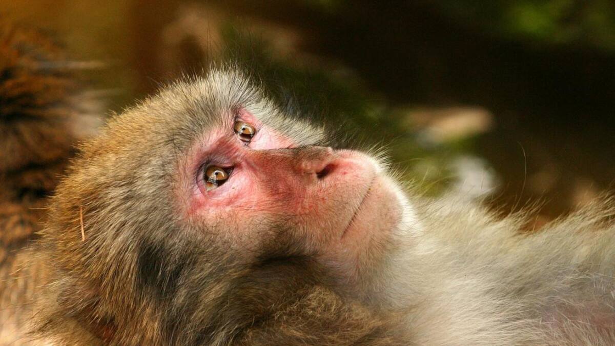 Mono - primate - animal
